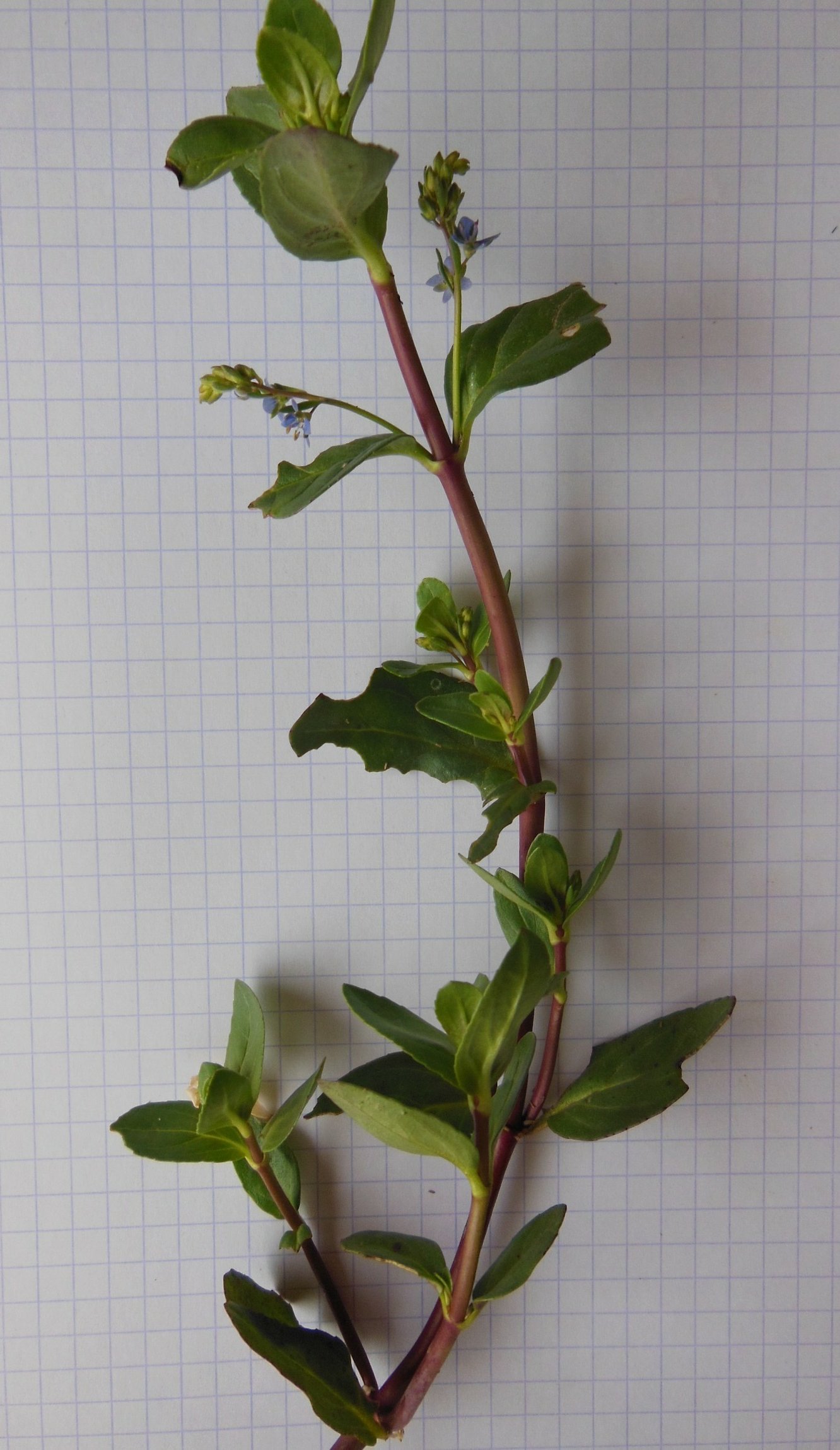 veronica beccabunga