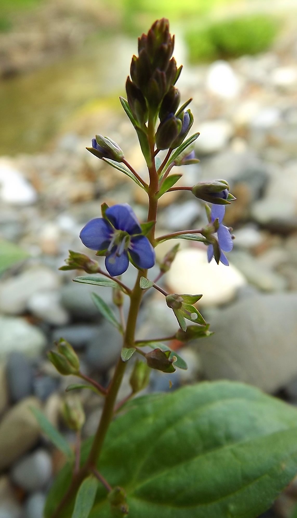 veronica beccabunga