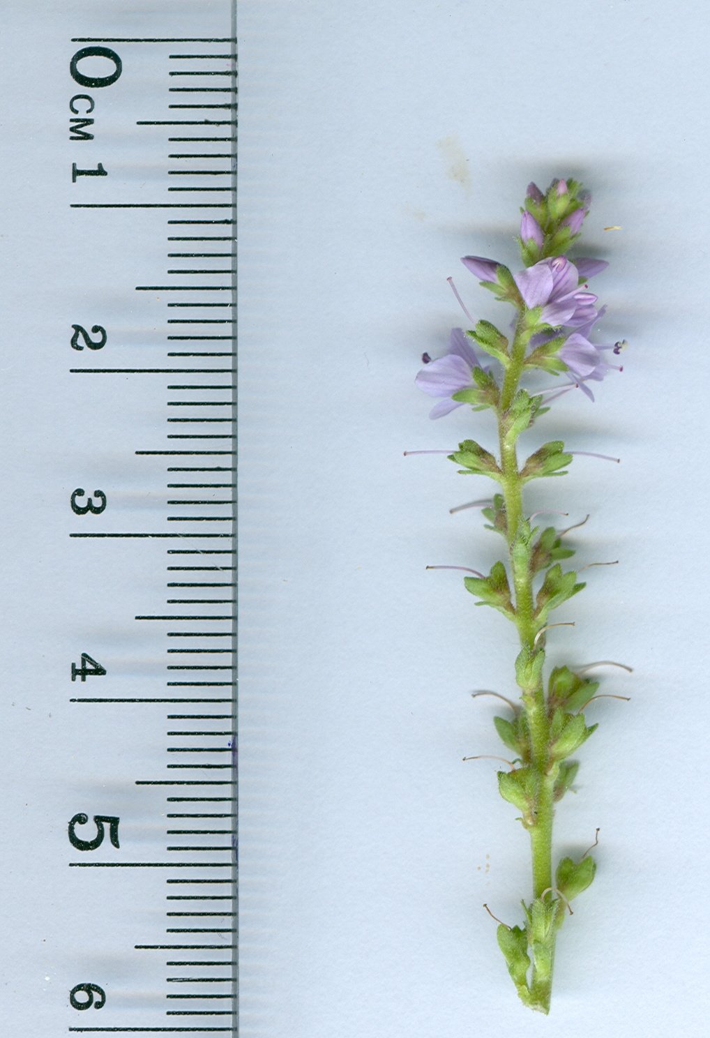 veronica officinalis