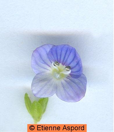 veronica persica