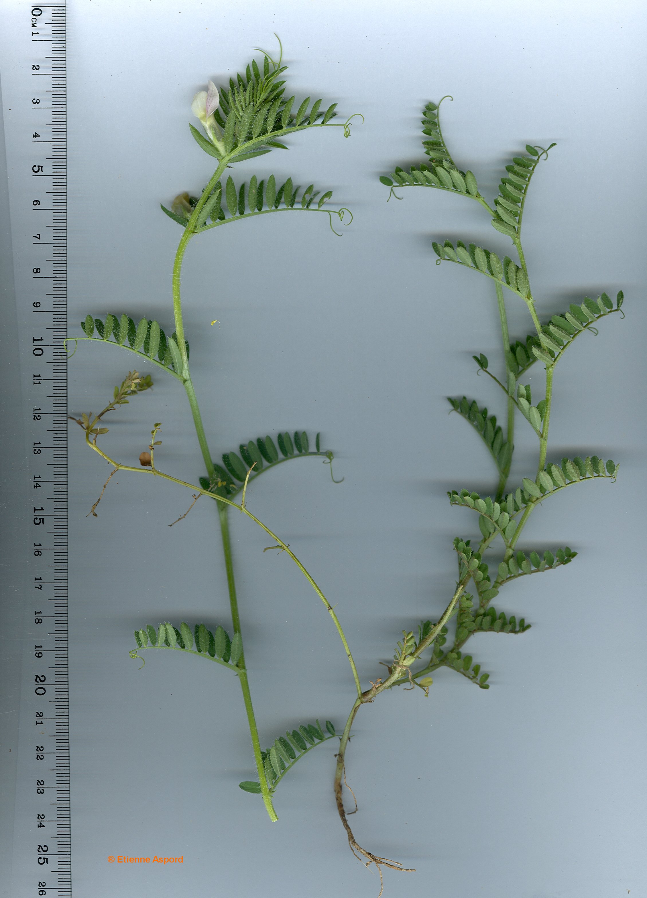 vicia lutea tout.jpg