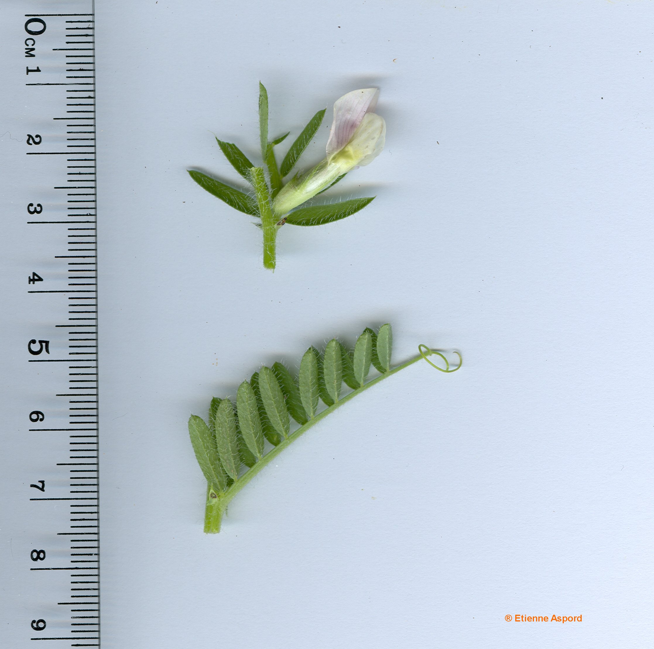 vicia lutea tout.jpg