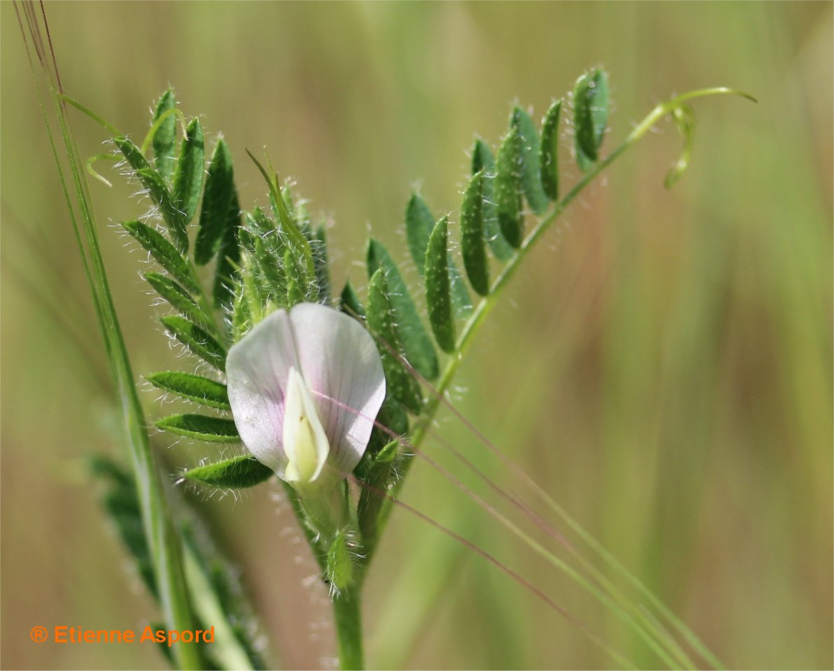 vicia lutea tout.jpg