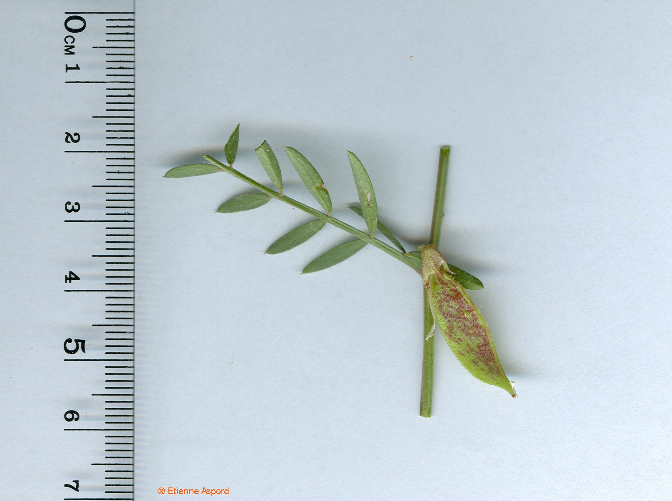 vicia lutea tout.jpg