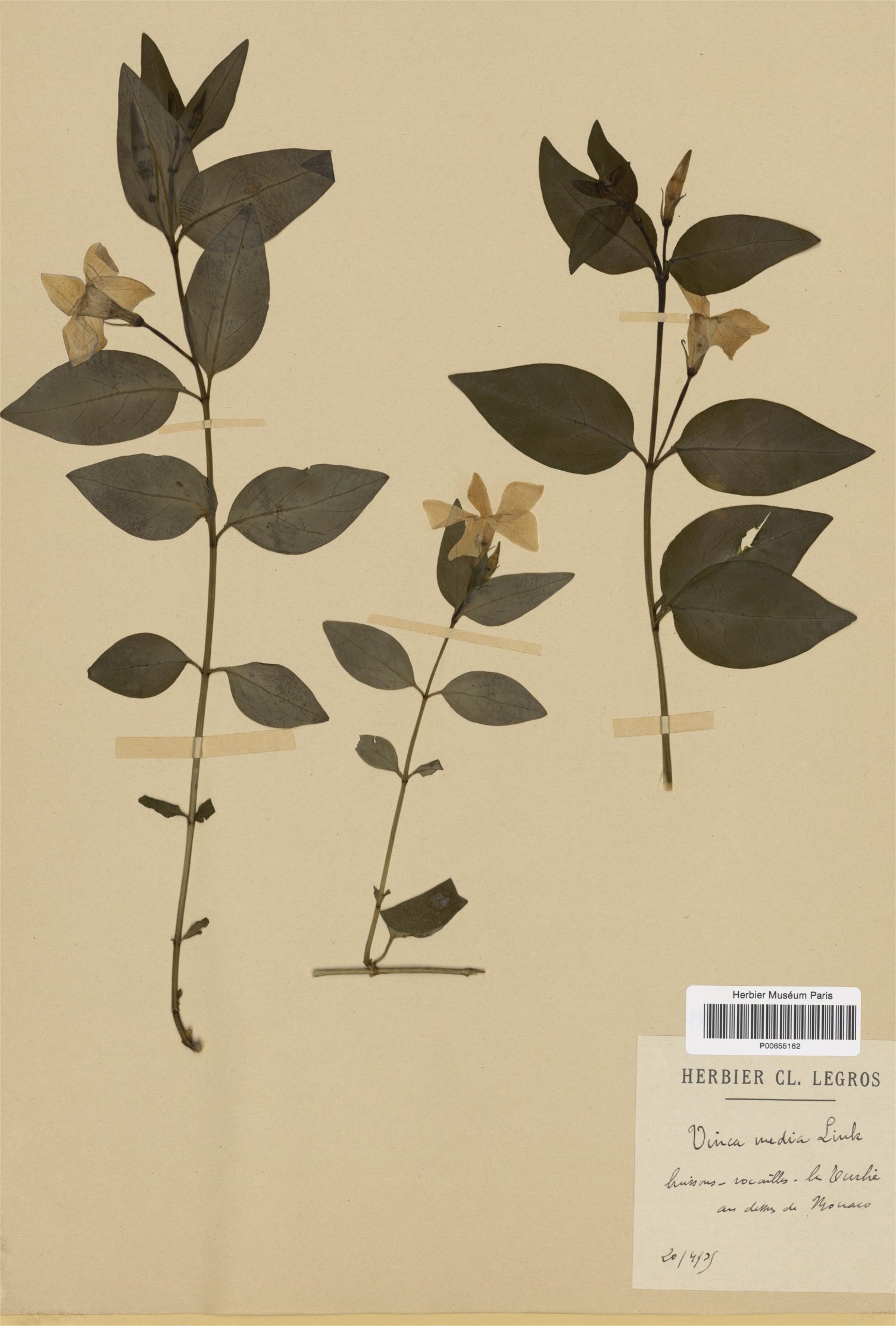 vinca difformis