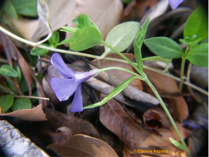 vinca minor