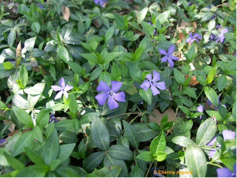 vinca minor