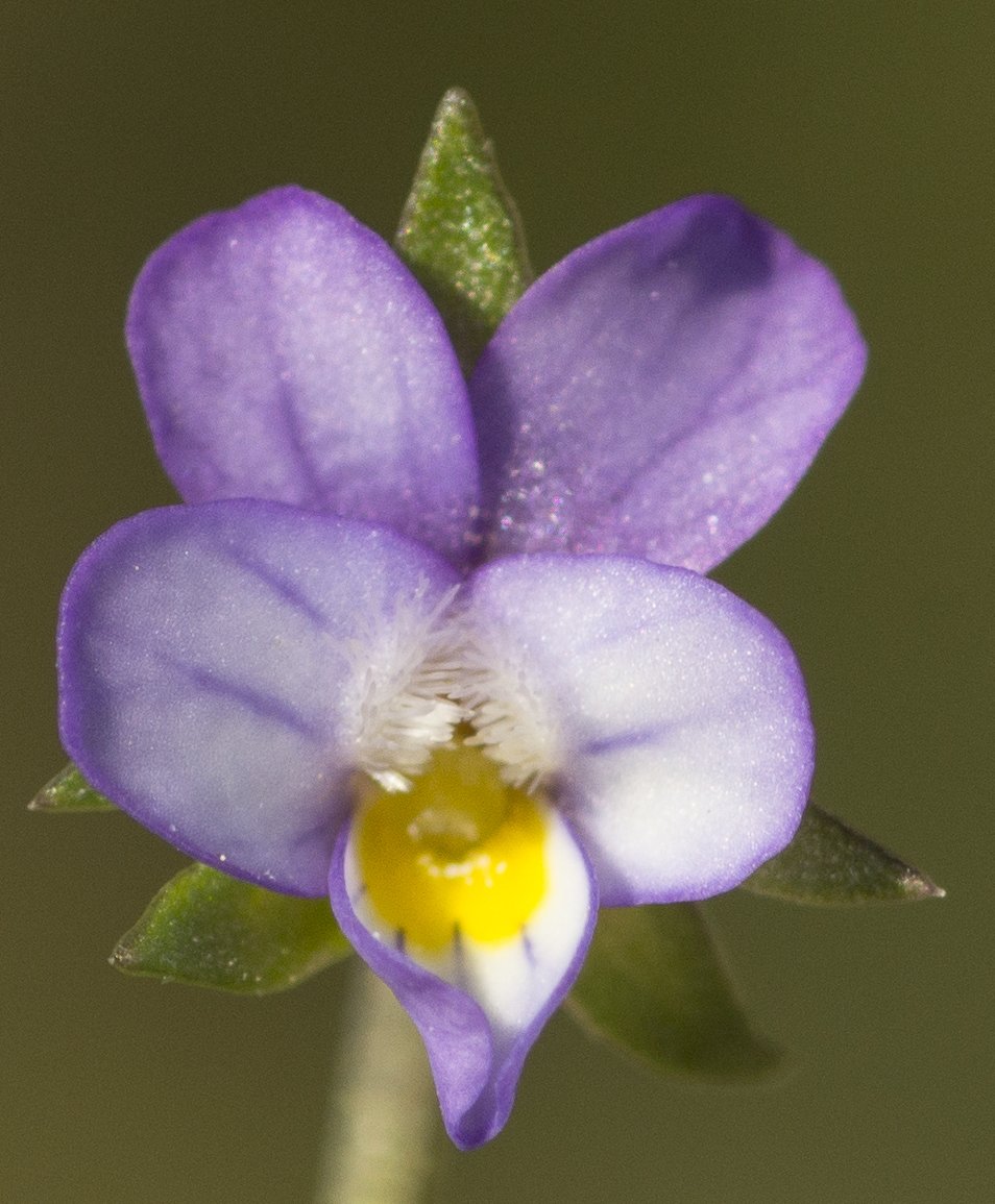 viola-kitaibeliana