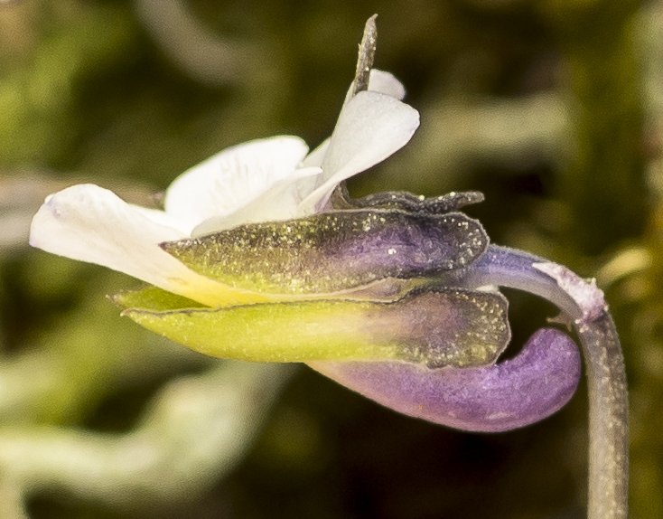 viola-kitaibeliana