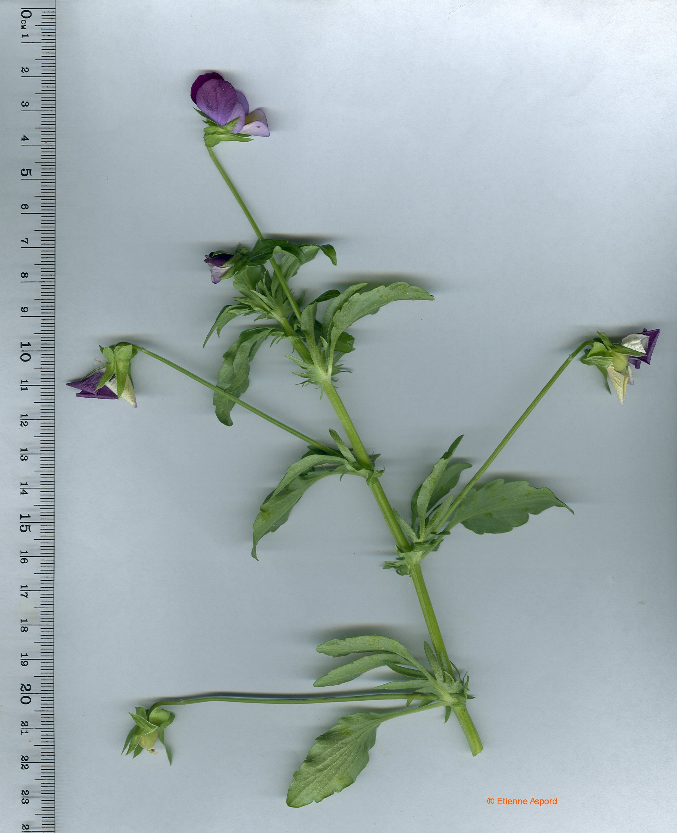 viola-arvensis