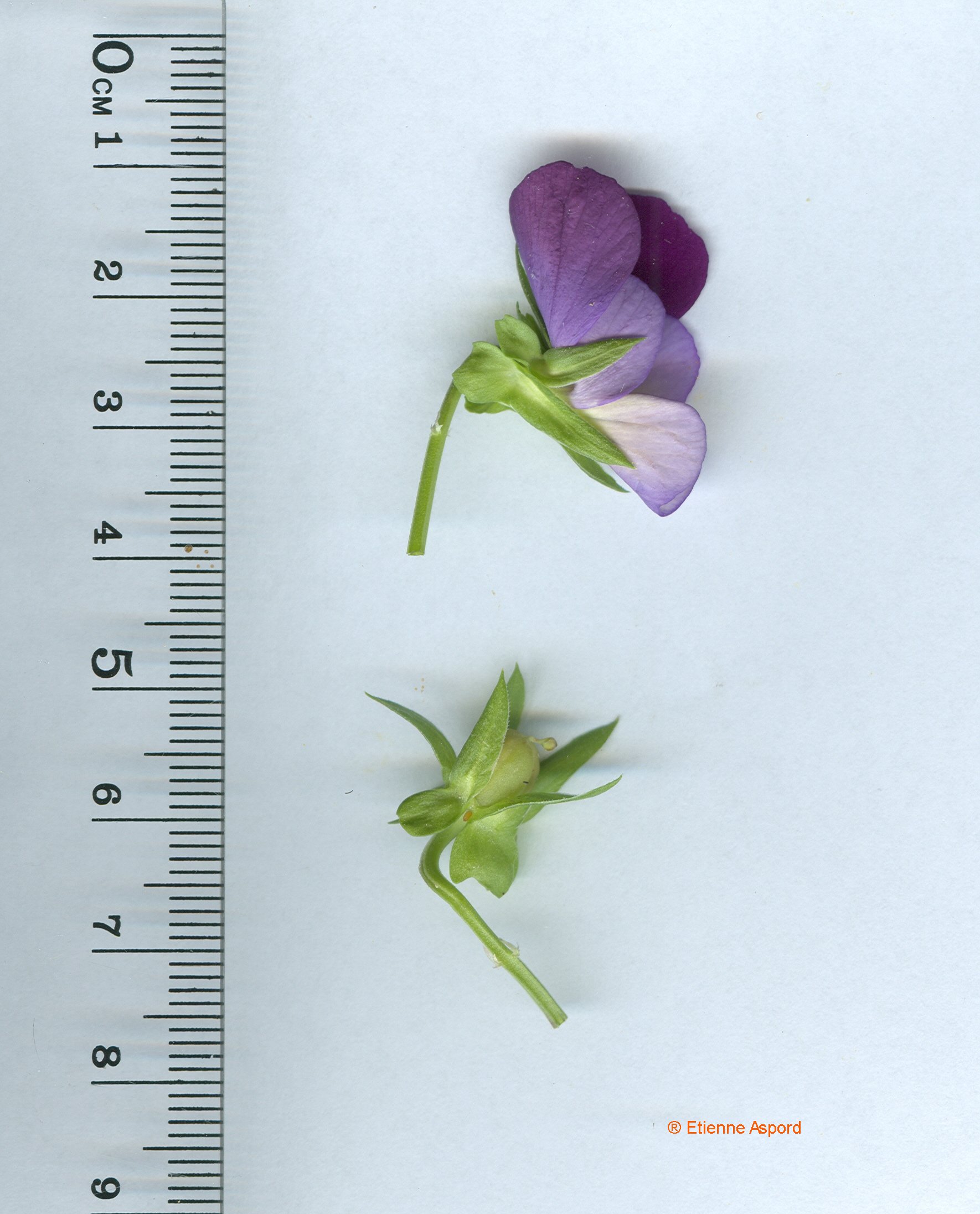 viola-arvensis