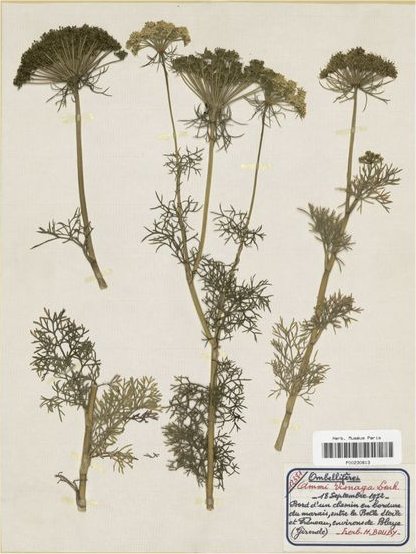 Visnaga daucoidesvisnaga daucoides
