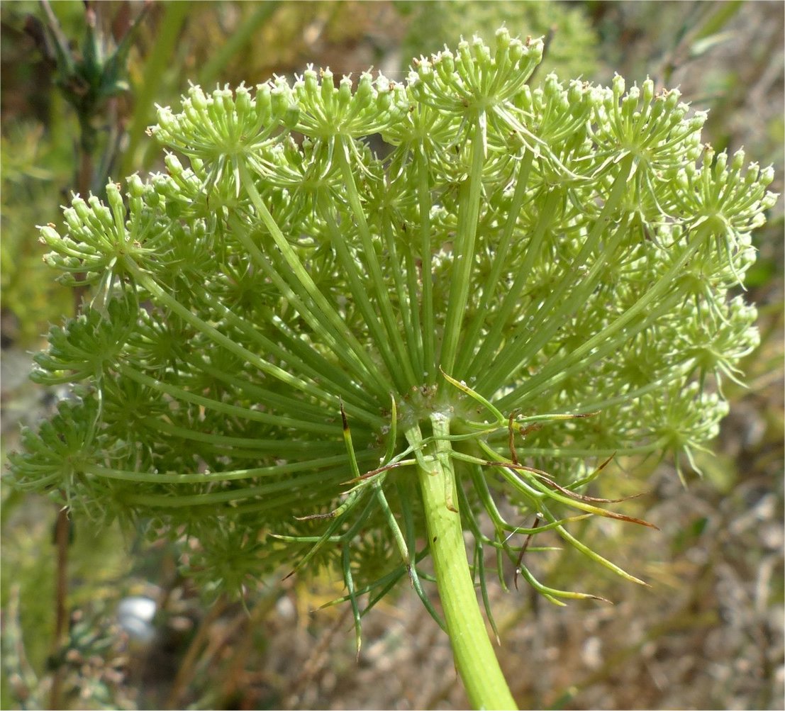 Visnaga daucoidesvisnaga daucoides