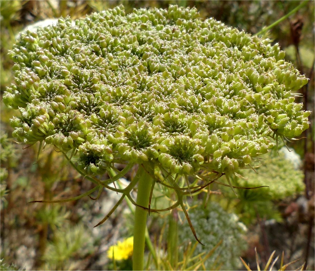 Visnaga daucoidesvisnaga daucoides