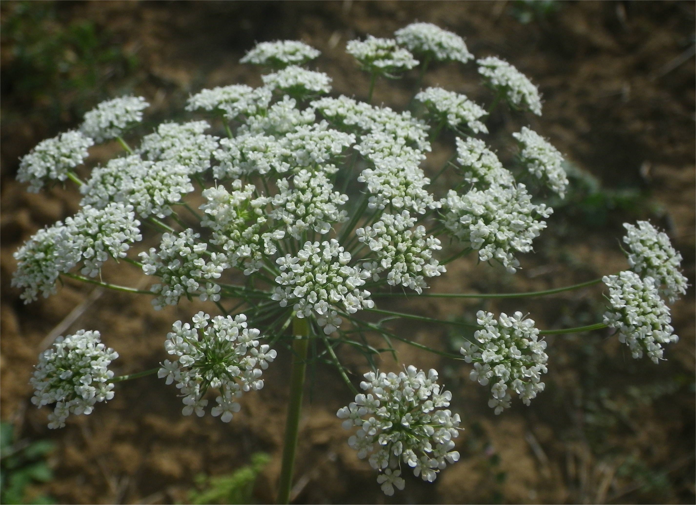 Visnaga daucoidesvisnaga daucoides