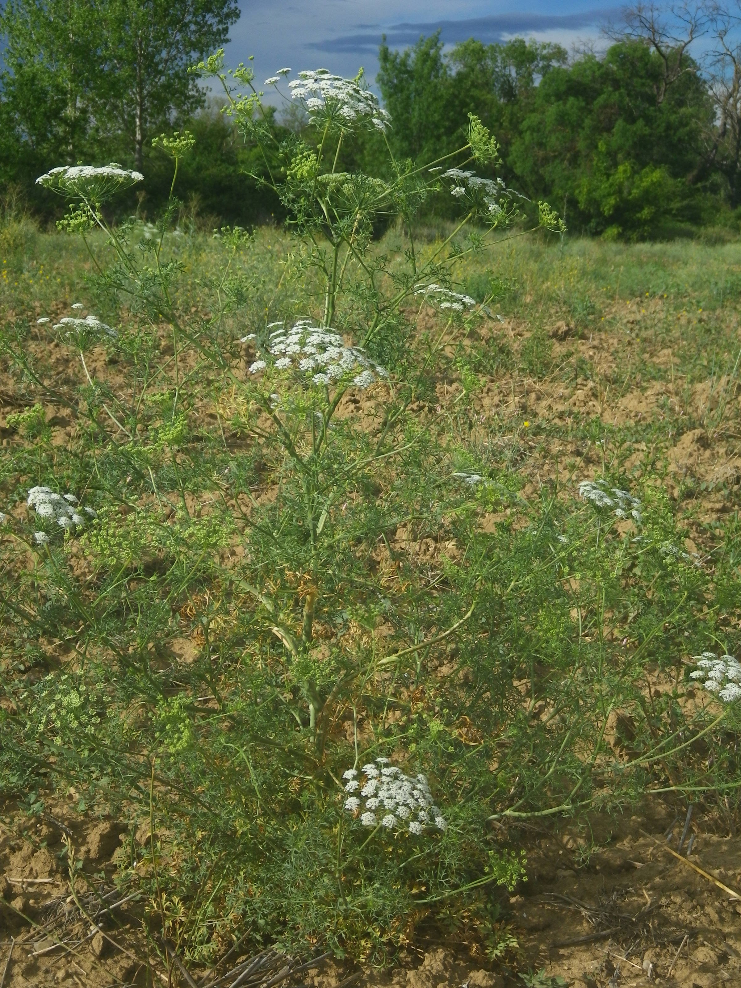 Visnaga daucoidesvisnaga daucoides
