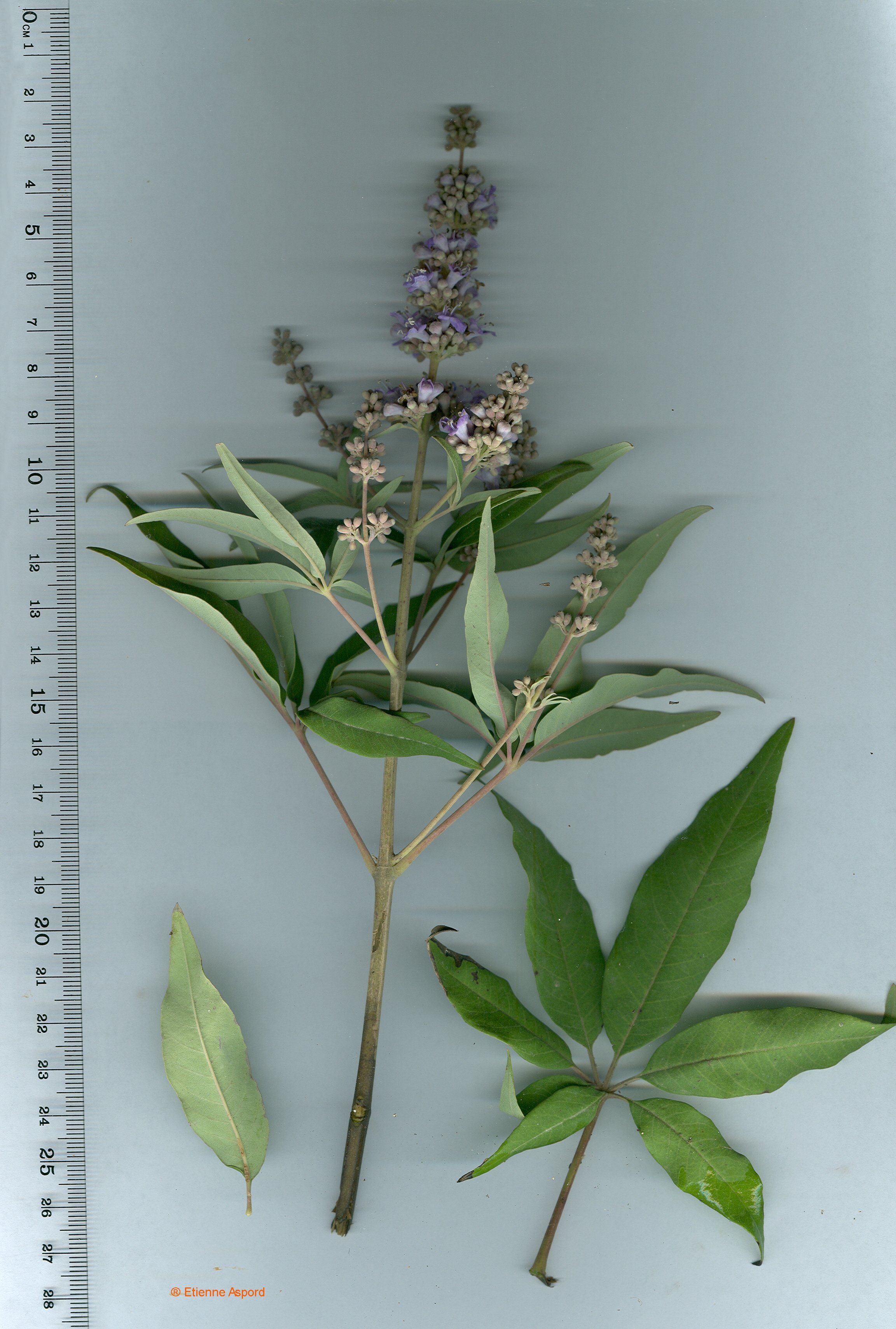 Vitex agnus-castusvitex agnus castus