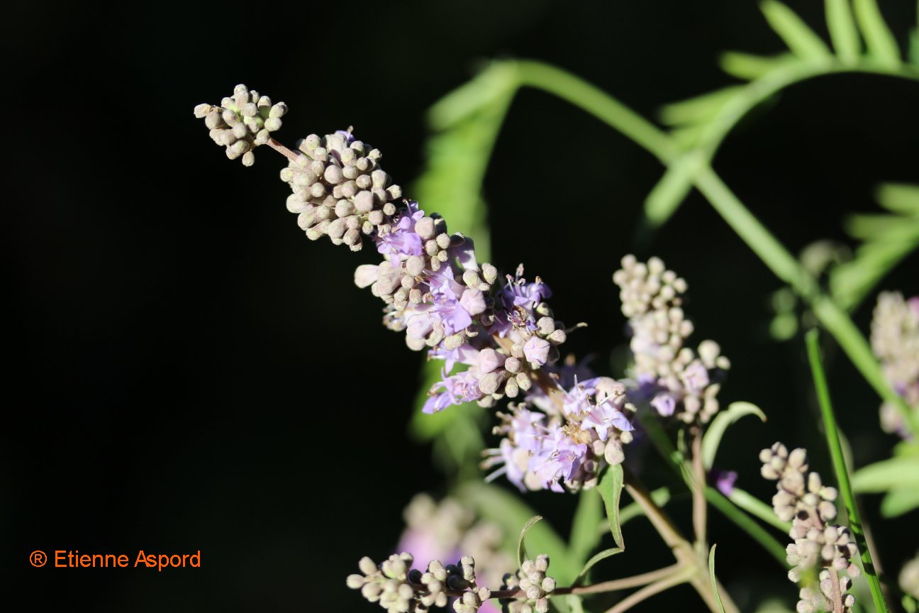 Vitex agnus-castusvitex agnus castus