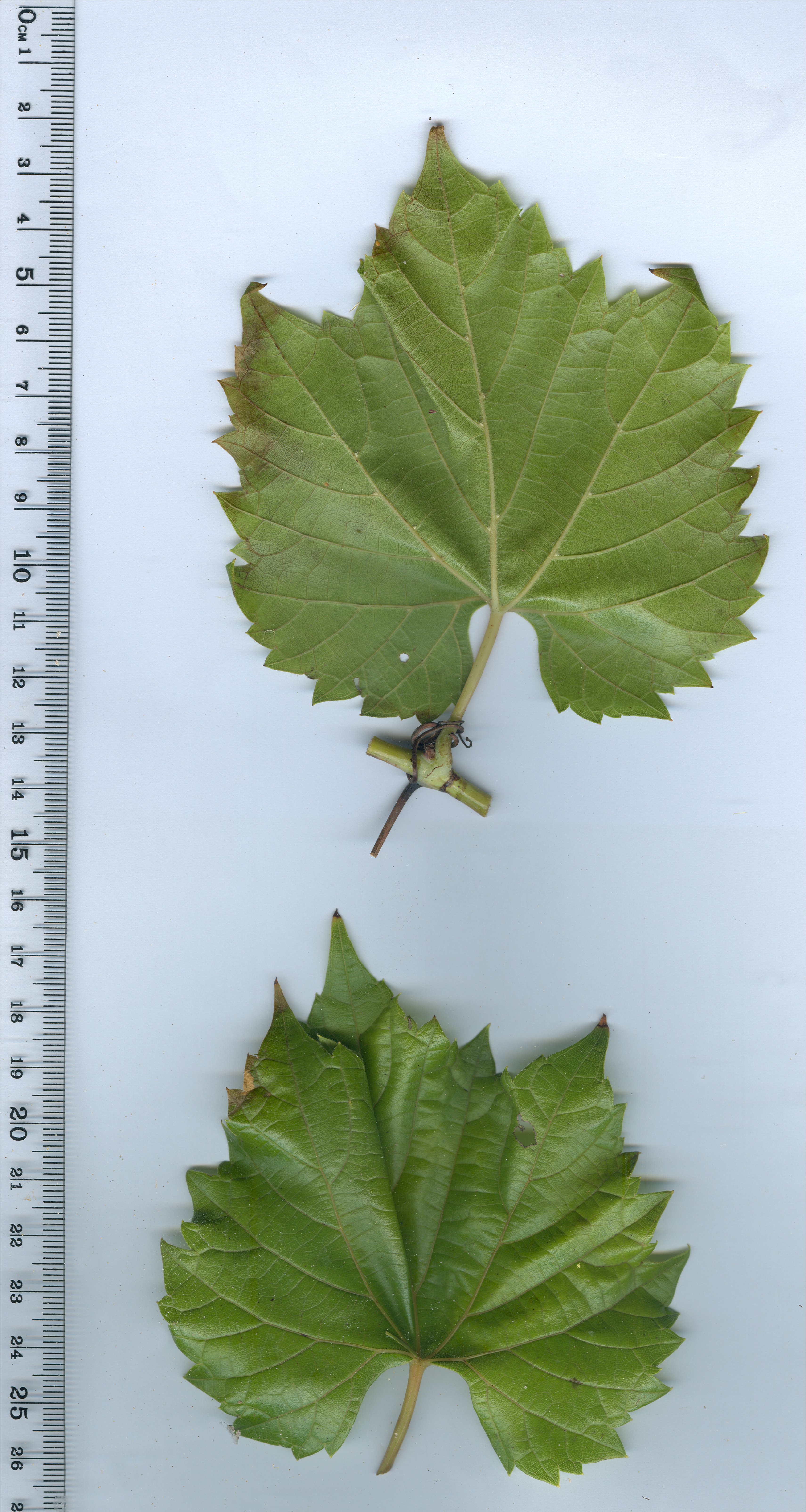 vitis riparia