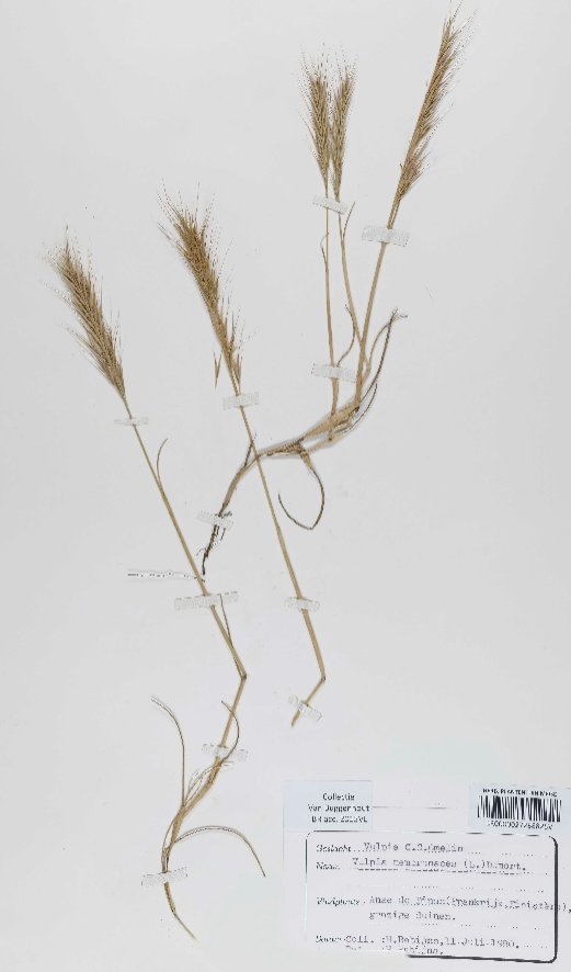 vulpia membranacea