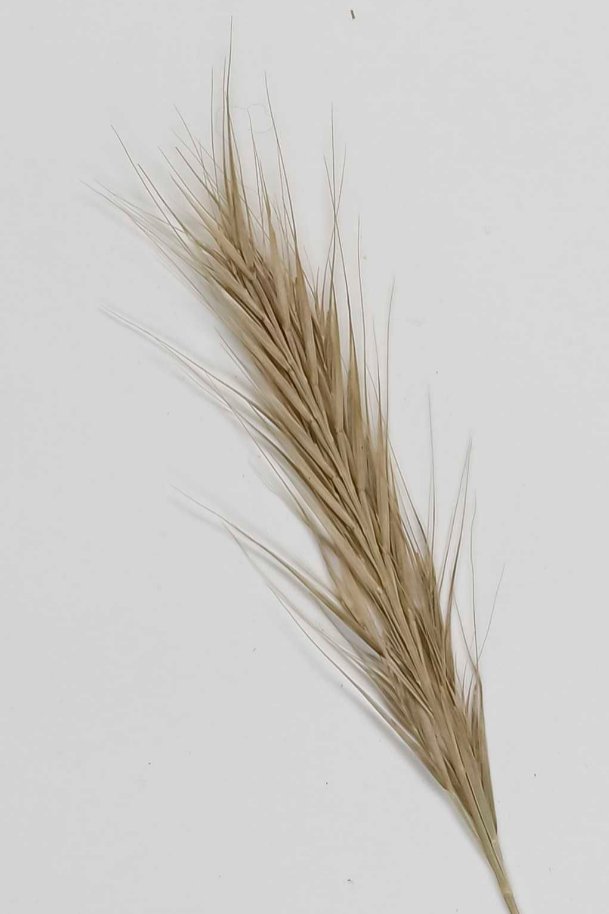 vulpia membranacea