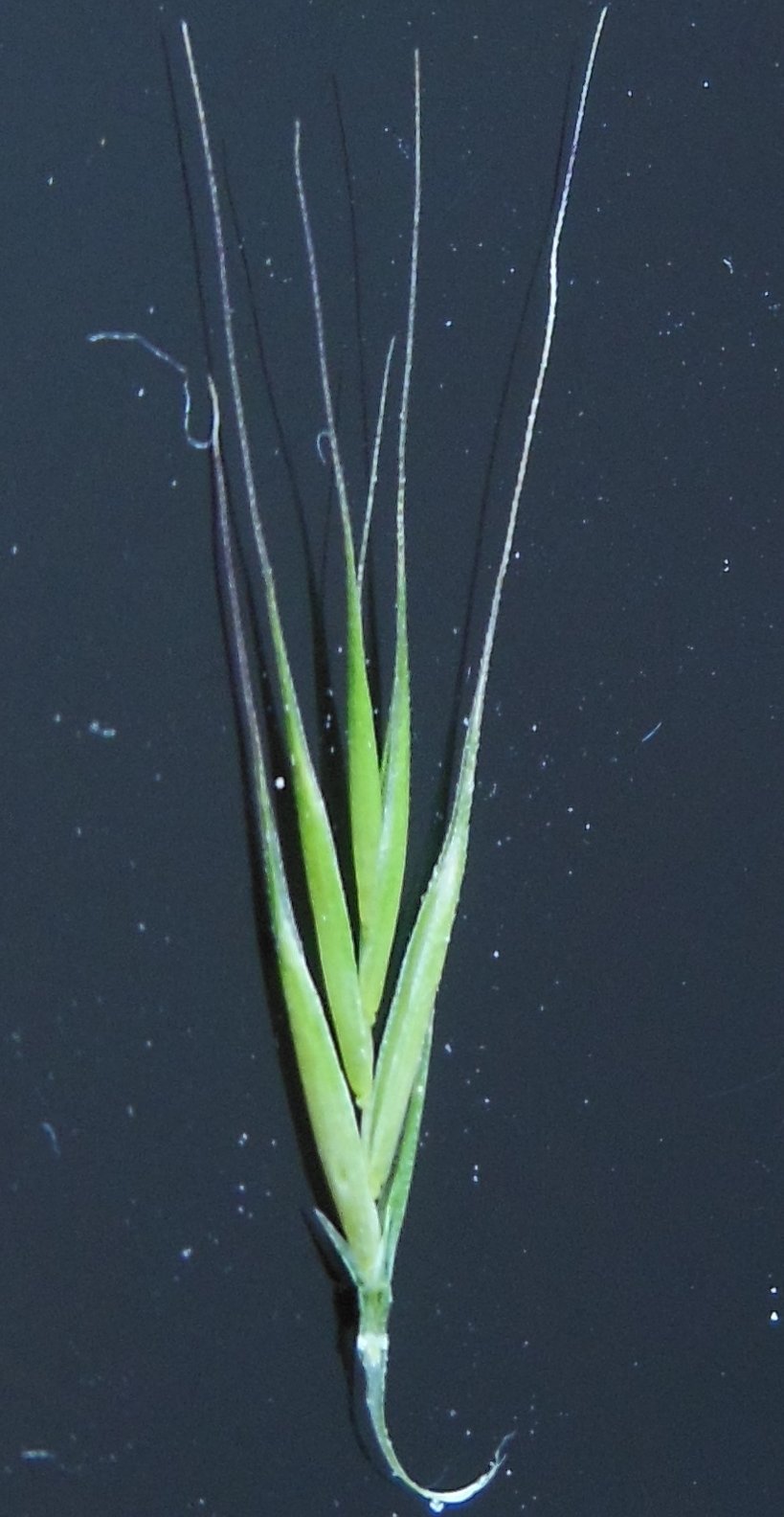 vulpia myuros