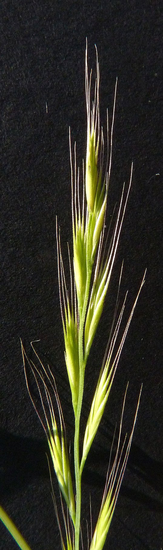vulpia myuros