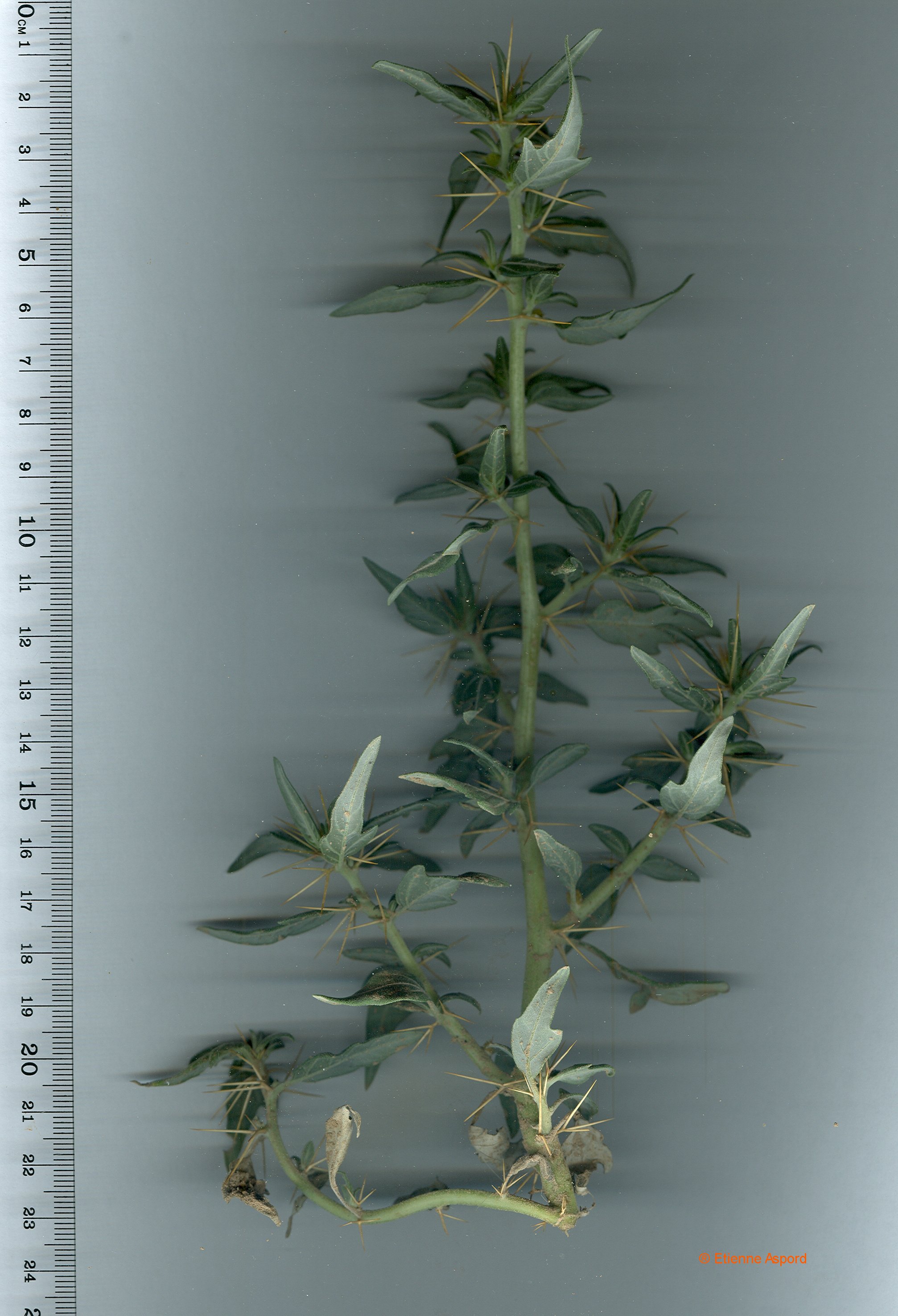 xanthium spinosum
