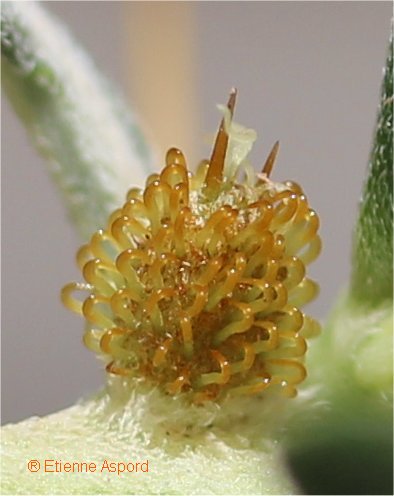 xanthium spinosum