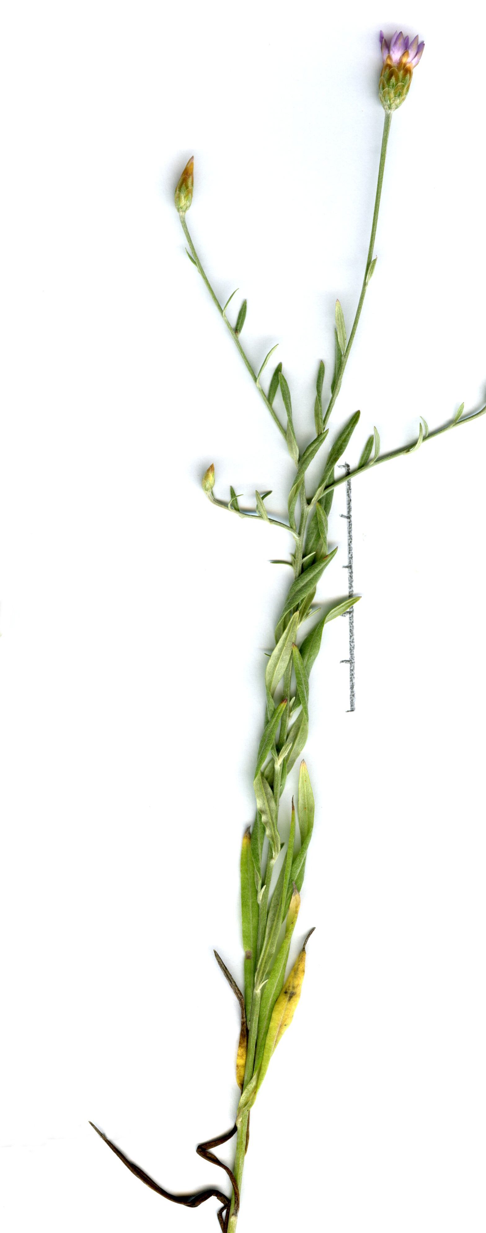 xeranthemum cylindraceum