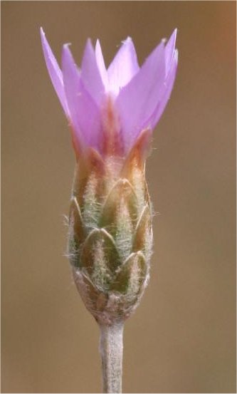 xeranthemum cylindraceum