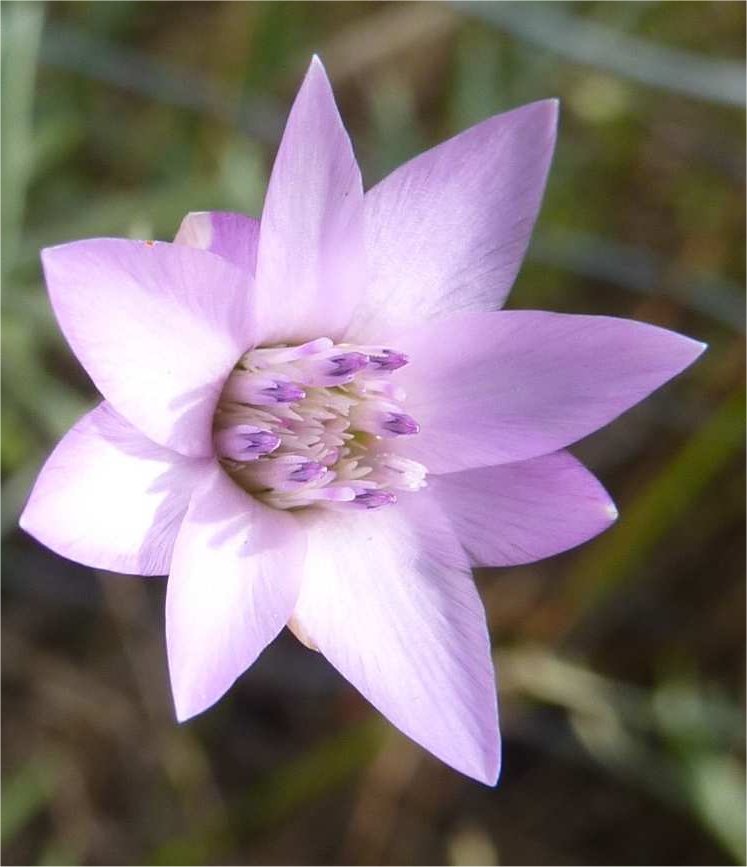 xeranthemum cylindraceum