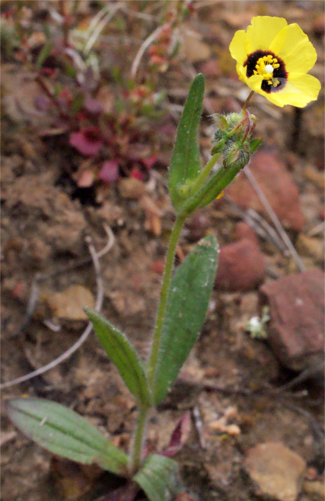 xolantha guttata