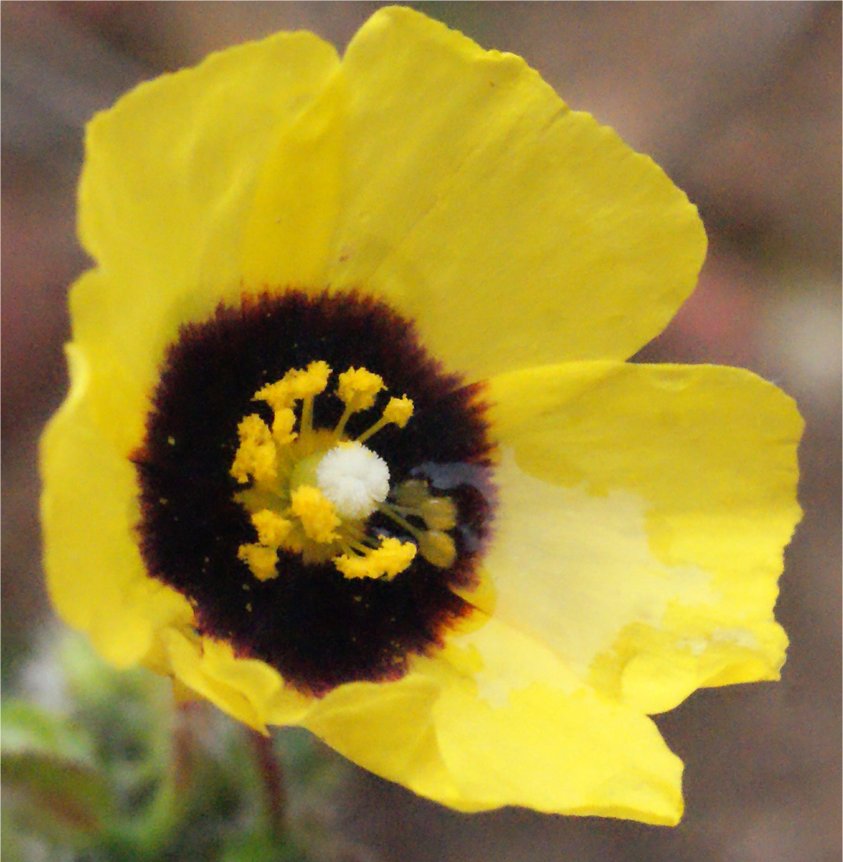 xolantha guttata