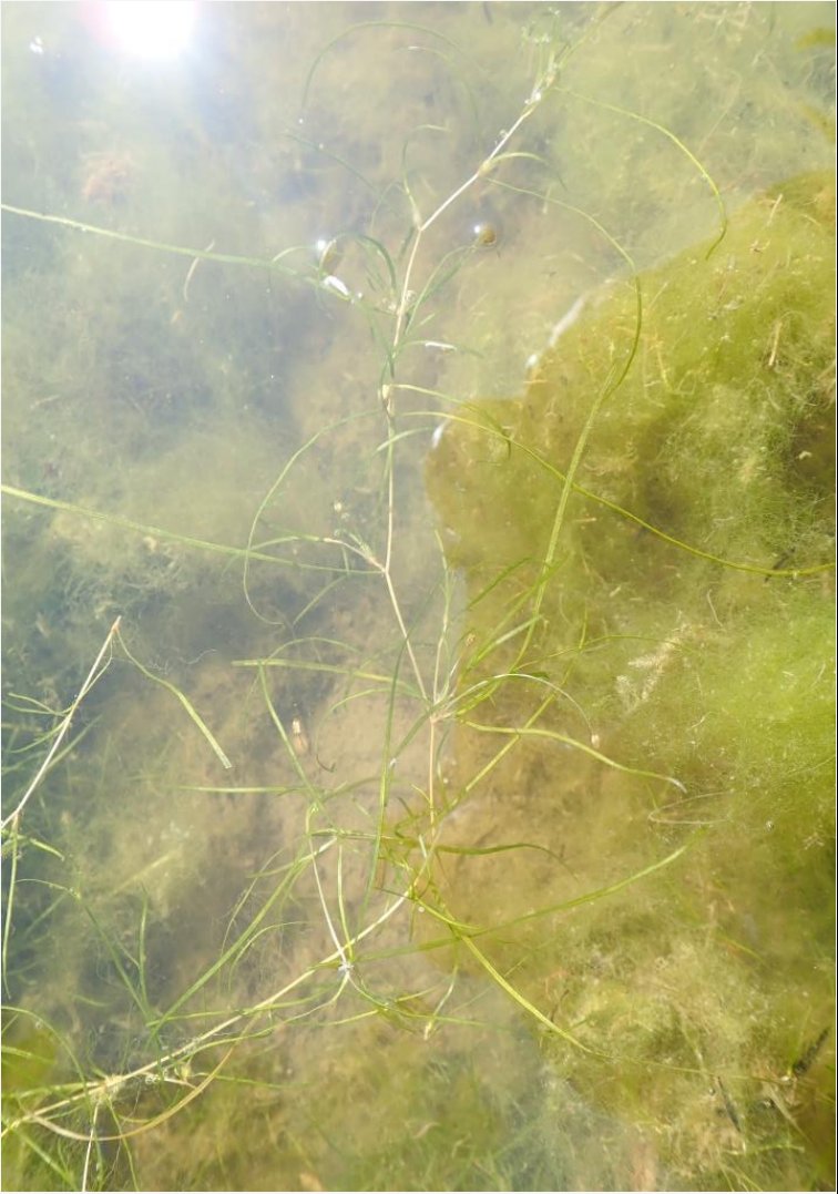 zannichellia obtusifolia