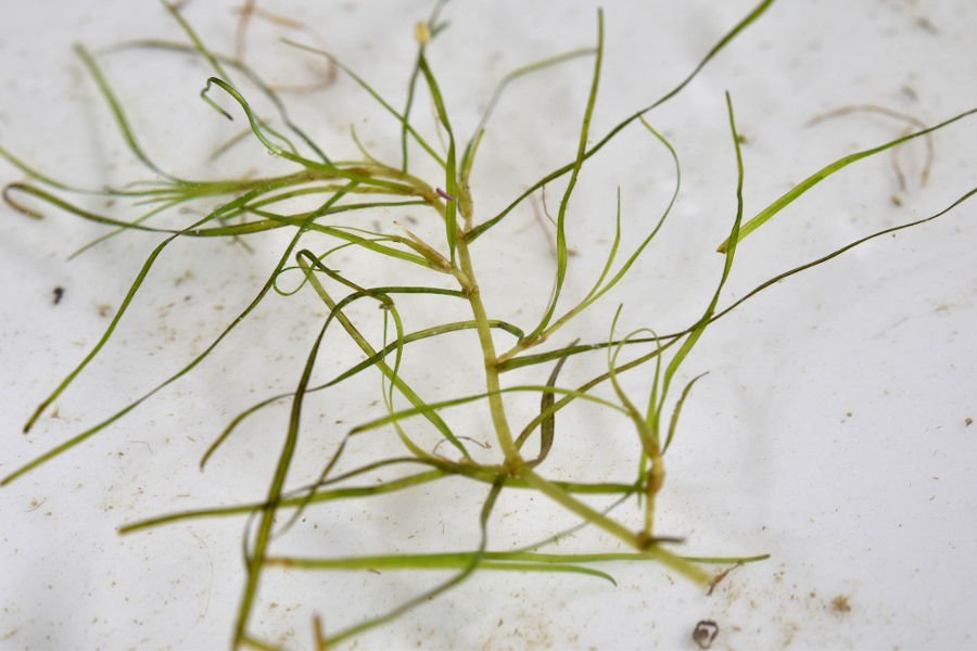 zannichellia peltata