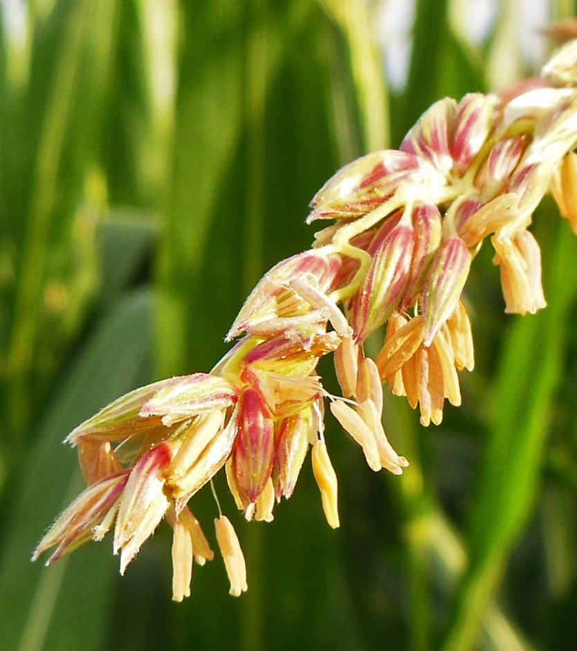 zea mays