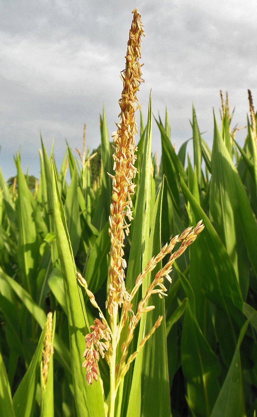 zea mays