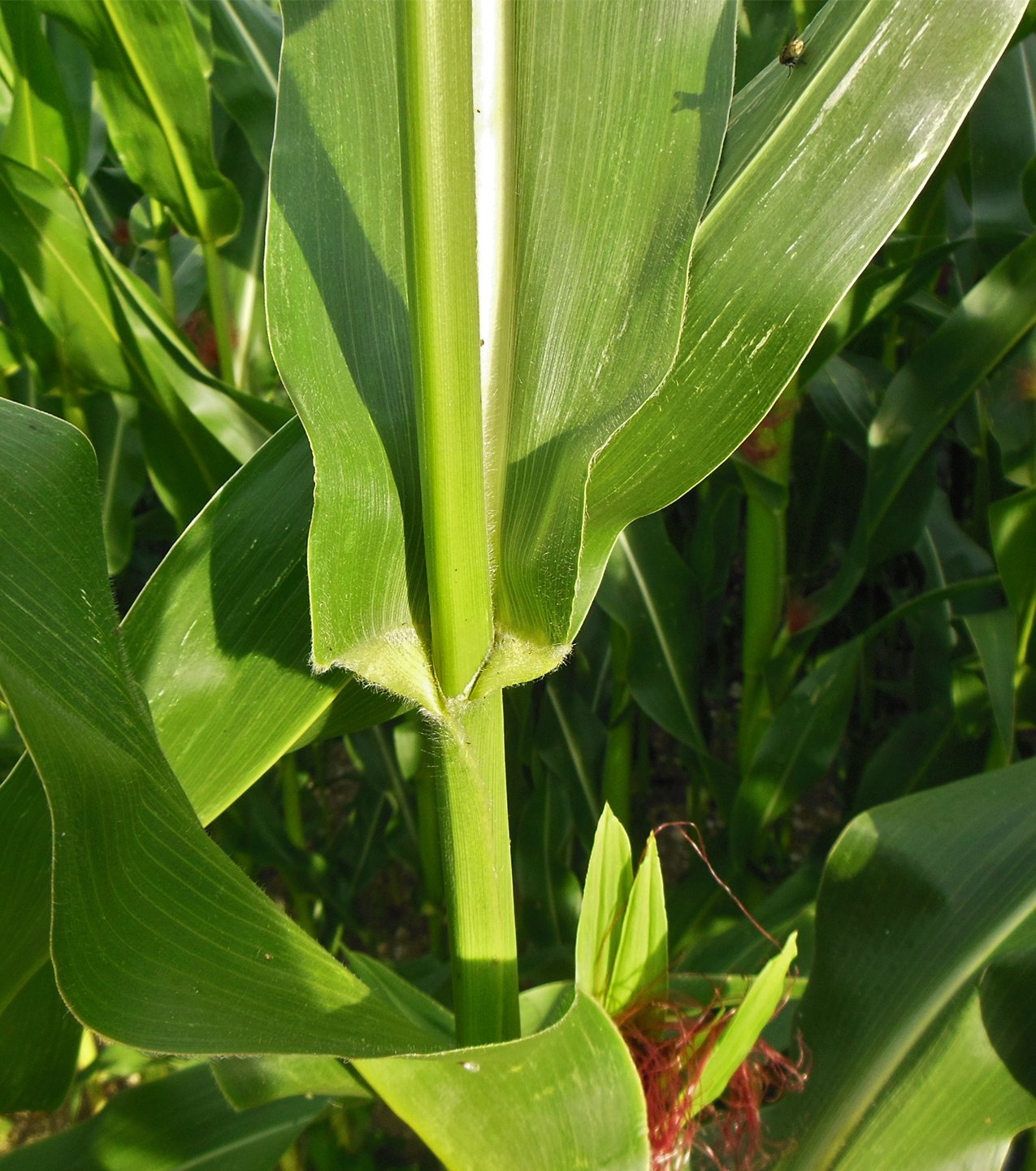 zea mays