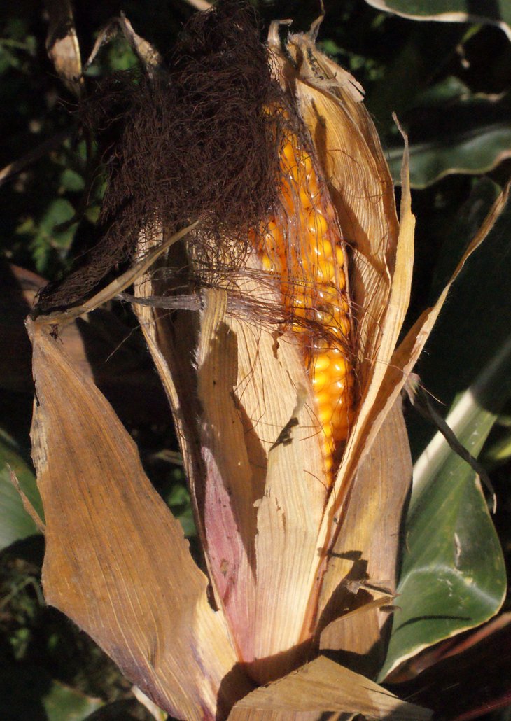 zea mays