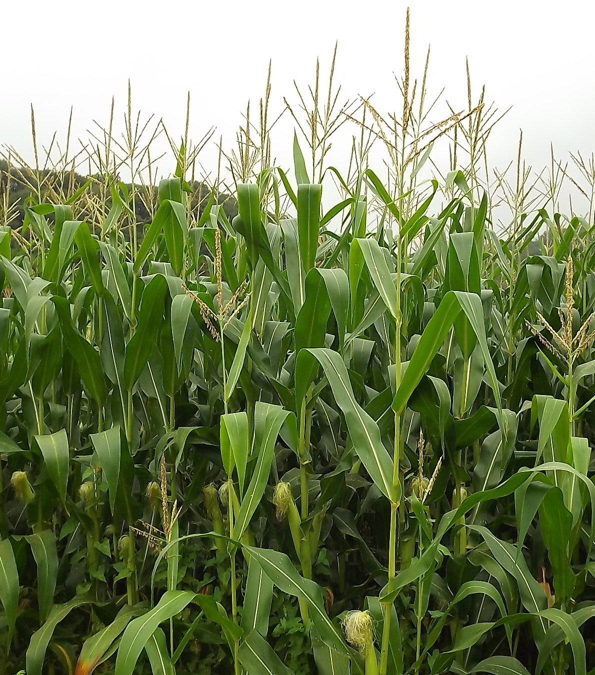 zea mays