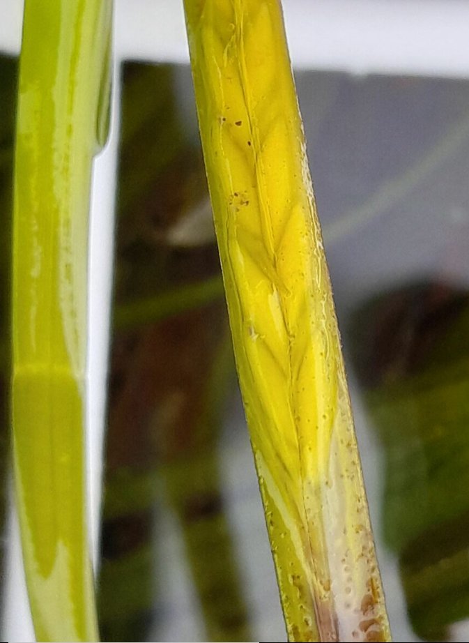 zostera marina