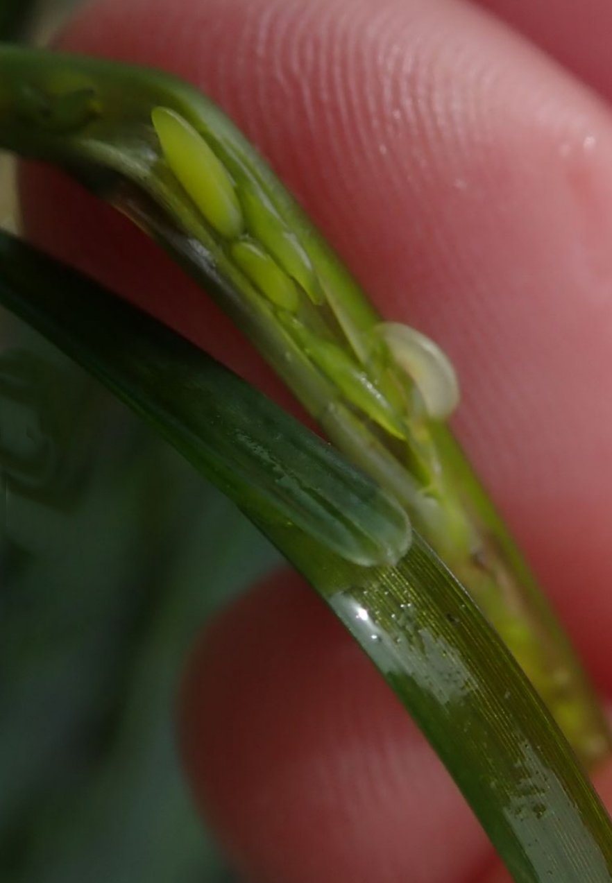 zostera marina