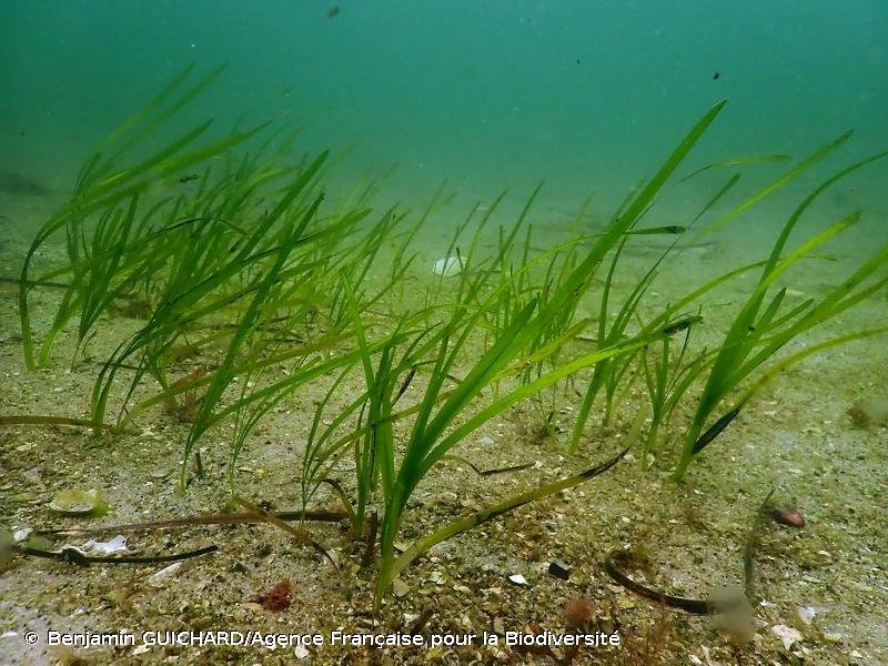 zostera marina