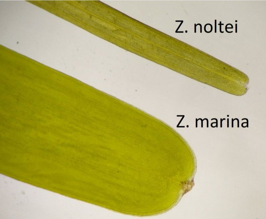 zostera marina